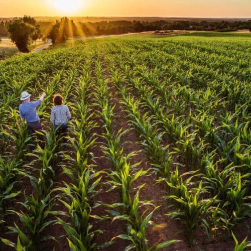 PIB do agronegócio brasileiro tem alta de 5,35% no primeiro trimestre de 2021, diz CEPEA/USP