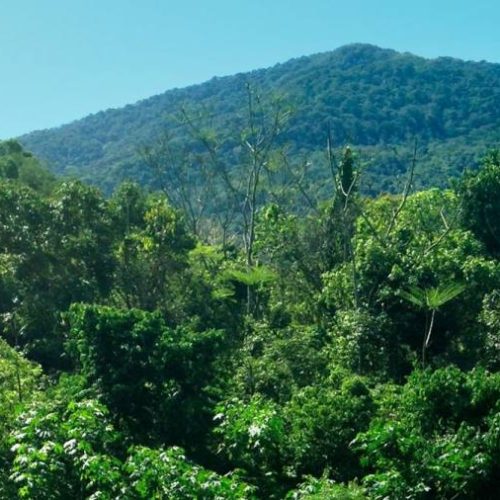 Estado do Tocantins diz ter reduzido 34% do desmatamento no estado em 2020