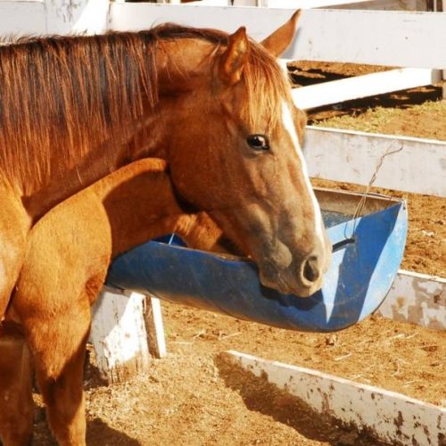 Adapec suspende eventos equestres e aglomerações de equídeos em Colinas e mais 09 municípios tocantinenses