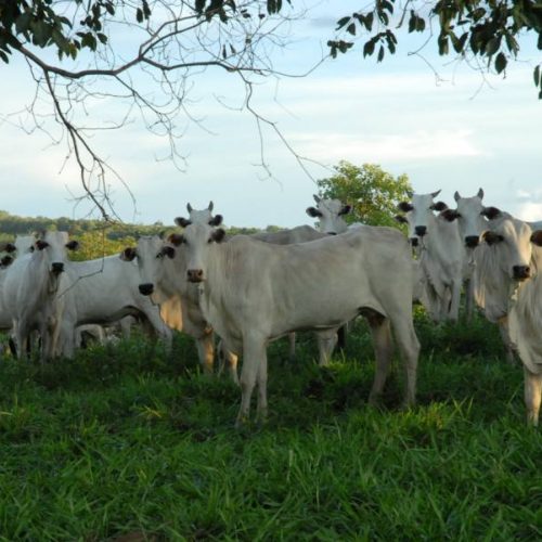 Prazo para declaração de vacinação de bovinos da campanha da aftosa encerra neste sábado, 10