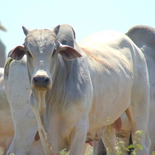 Boi gordo: altas nos preços em Mato Grosso e Tocantins, e estabilidade em Rondônia