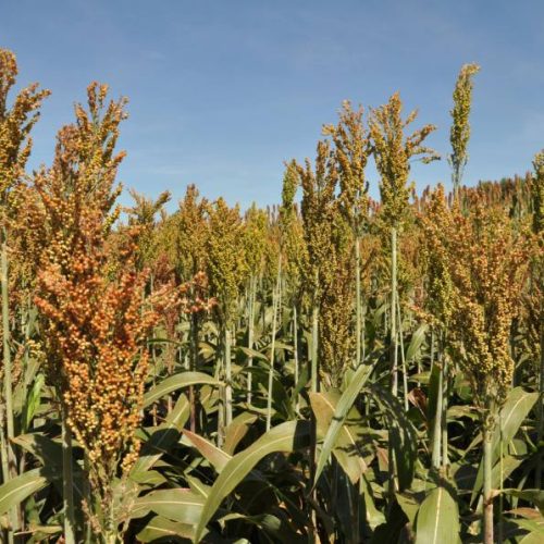 Em fase de colheita final, produção de sorgo deve aumentar em 48 % no Tocantins, diz Seagro