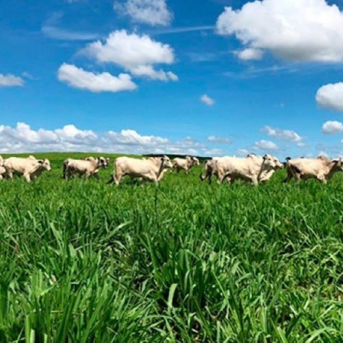 Brasil ocupa 23ª posição no ranking de áreas ocupadas de pastagens para bovinos no mundo