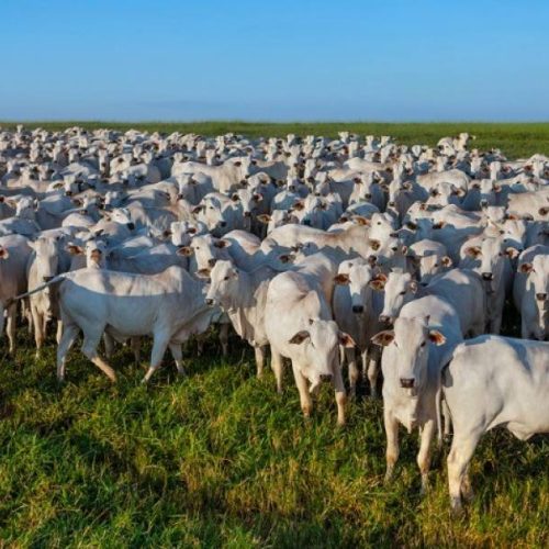 Altas no mercado do boi em Minas Gerais, Mato Grosso e Tocantins