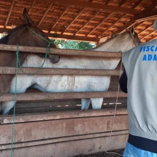 Tocantins registra o 17Âº caso de mormo em equídeo