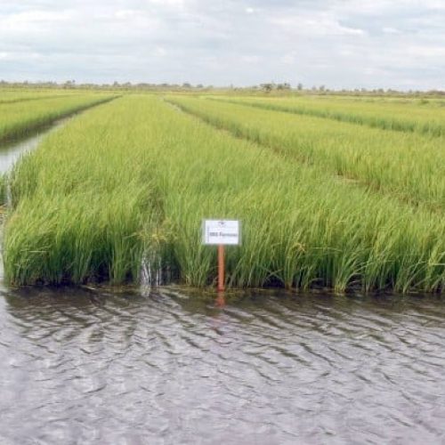 Lagoa da Confusão se destaca com 4º maior valor de produção de arroz do Brasil, segundo dados do MAPA, 2023