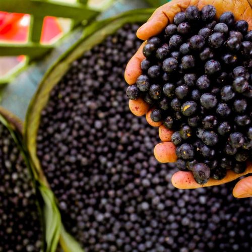 Exportação de purê de açaí movimenta mercado internacional, com os EUA como maior importador nos últimos cinco anos.