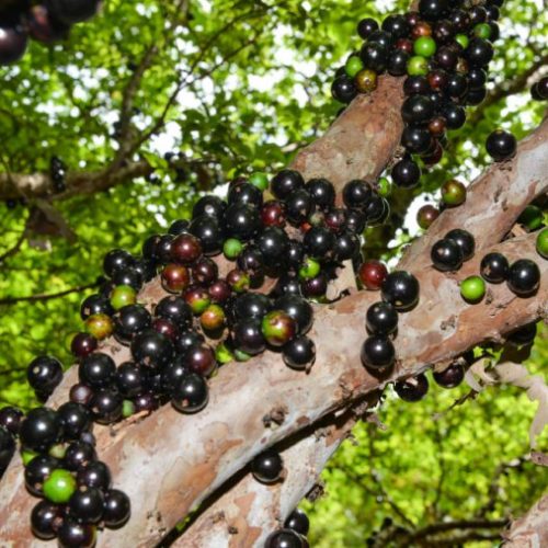 Últimos dias da 5ª Festa da Colheita da Jabuticaba em Taquaruçu: uma celebração de sabores e cultura