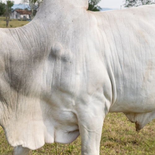 Preços do boi gordo continuam em alta no Tocantins devido à oferta restrita de fêmeas.