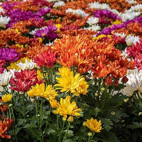  Arranjos de flores no Dia de Finados simbolizam respeito e memória, impulsionando as vendas e fortalecendo a tradição em cemitérios de todo o Brasil.