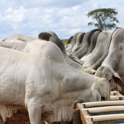 Cotação do boi gordo no Tocantins sobe com a oferta menor que a demanda, dificultando o fechamento de escalas nos frigoríficos